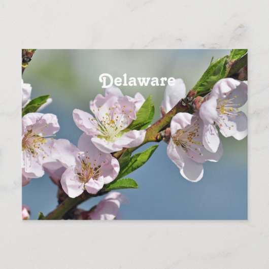Carte Postale Delaware (Devant)