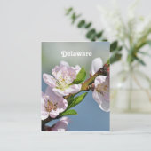 Carte Postale Delaware (Debout devant)