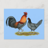 Carte Postale Delaware Blue Hen (Devant)