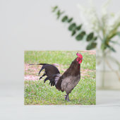 Carte Postale Delaware Blue Hen (Coq) (Debout devant)
