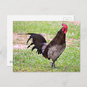 Carte Postale Delaware Blue Hen (Coq) (Devant / Derrière)