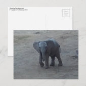 Carte postale d'éléphant de bébé - par la savane (Devant / Derrière)