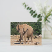 Carte postale d'éléphant mâle (Debout devant)