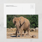 Carte postale d'éléphant mâle (Devant / Derrière)