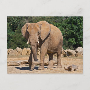 Carte postale d'éléphant mâle