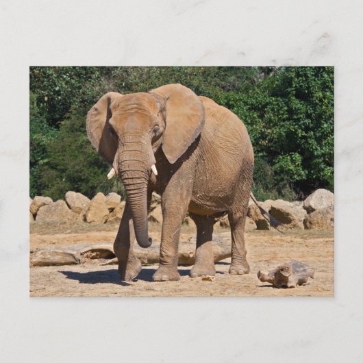 Carte postale d'éléphant mâle (Devant)
