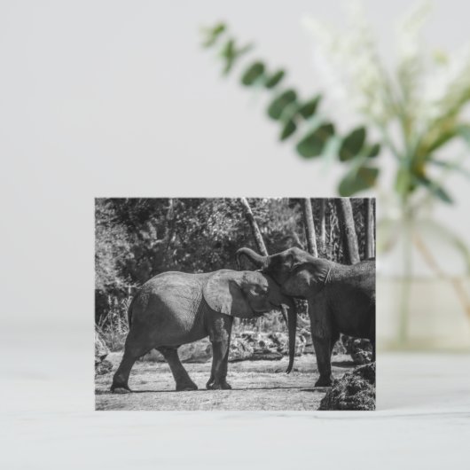 Carte postale d'éléphants joueurs (Debout devant)