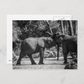 Carte postale d'éléphants joueurs (Devant / Derrière)