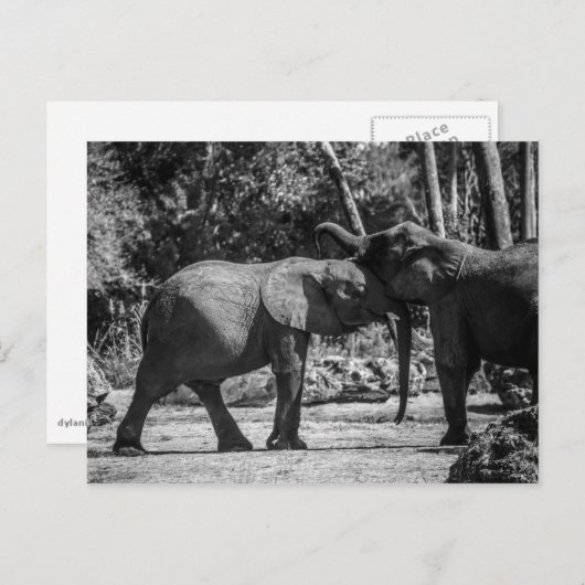 Carte postale d'éléphants joueurs (Devant / Derrière)