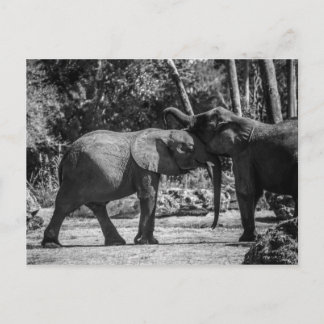 Carte postale d'éléphants joueurs