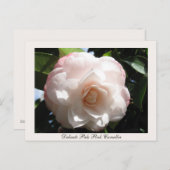 Carte Postale Délicate Camellia rose pâle (Devant / Derrière)