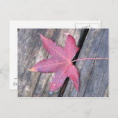 Carte Postale délicatement (Devant / Derrière)