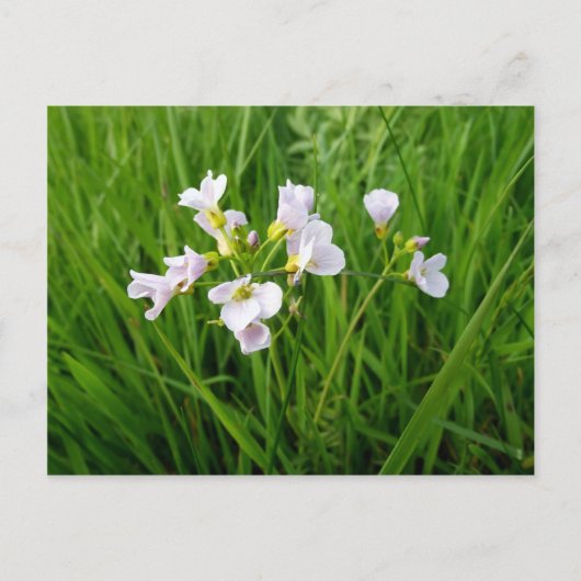 Carte Postale Délice de fleur sauvage (Devant)