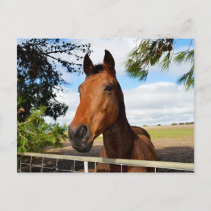 Carte Postale Délices_de_cheval,_carte_postale