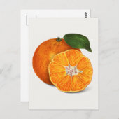 Carte Postale Délicieuse peinture à la mandarine orange (Devant / Derrière)