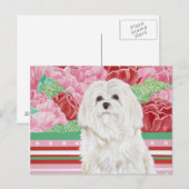 Carte Postale Della Rose Maltese (Devant / Derrière)