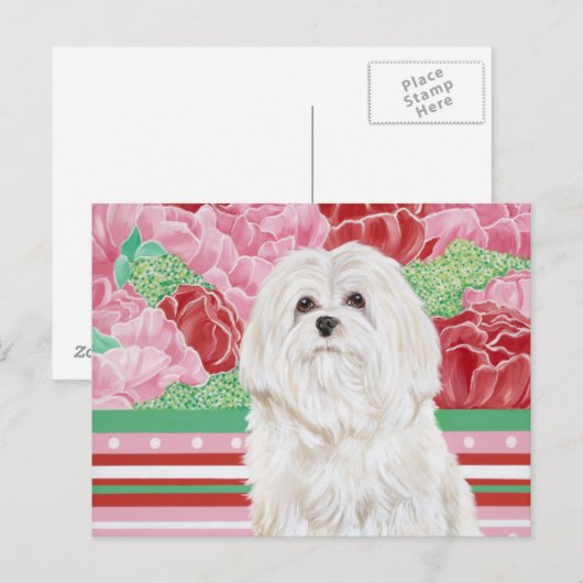 Carte Postale Della Rose Maltese (Devant / Derrière)