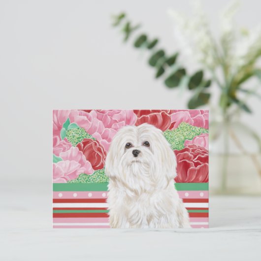 Carte Postale Della Rose Maltese (Debout devant)