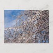 Carte Postale Delmar Loop en décembre (Devant)