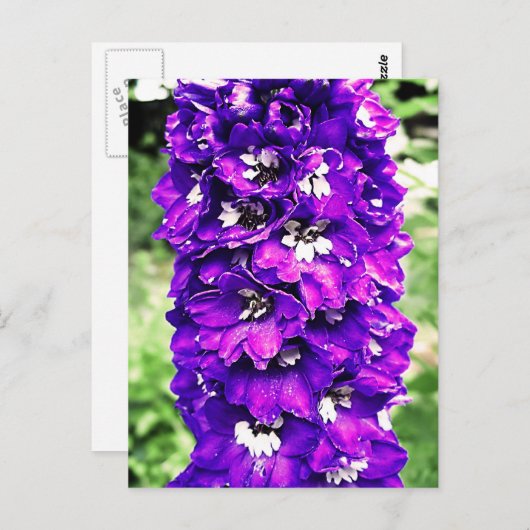 Carte Postale Delphinium (Devant / Derrière)