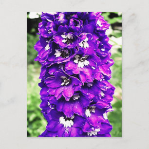 Carte Postale Delphinium