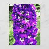 Carte Postale Delphinium (Devant)
