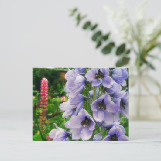 Carte Postale Delphinium bleu (Debout devant)