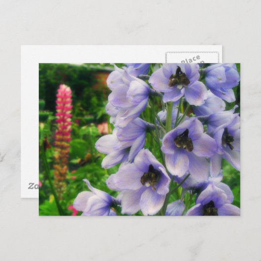 Carte Postale Delphinium bleu (Devant / Derrière)