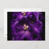 Carte Postale Delphinium Vintage pourpre (Devant / Derrière)
