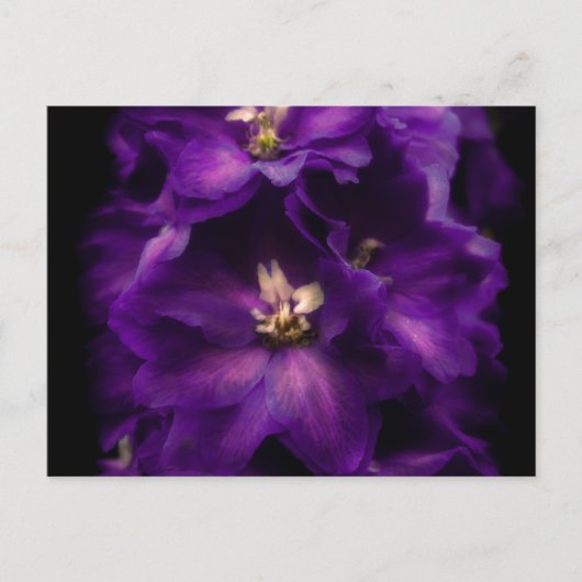 Carte Postale Delphinium Vintage pourpre (Devant)