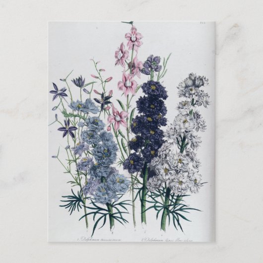 Carte Postale Delphiniums, du "Jardin aux Fleurs des Dames" (Devant)