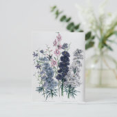 Carte Postale Delphiniums, du "Jardin aux Fleurs des Dames" (Debout devant)