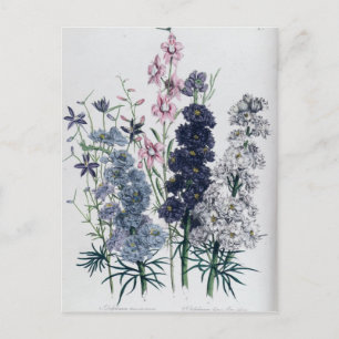 Carte Postale Delphiniums, du "Jardin aux Fleurs des Dames"
