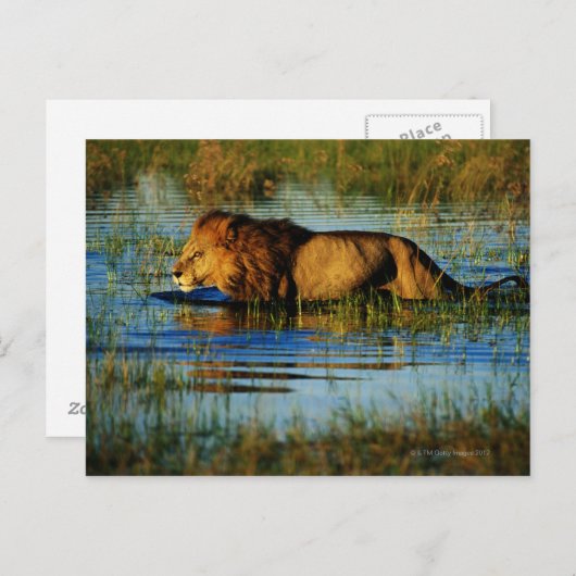 Carte Postale Delta de l'Okavango, Botswana 3 (Devant / Derrière)