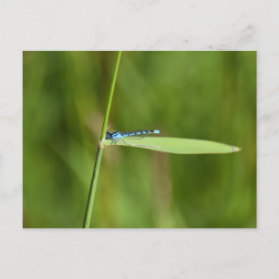 Carte Postale Demoiselle 