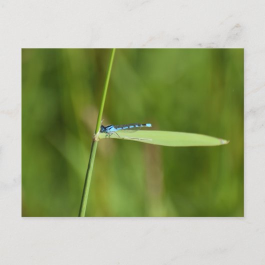 Carte Postale Demoiselle (Devant)
