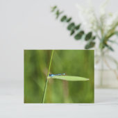 Carte Postale Demoiselle (Debout devant)