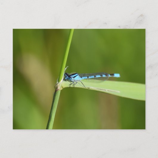 Carte Postale Demoiselle (Devant)