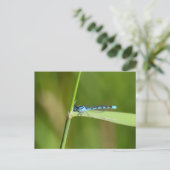 Carte Postale Demoiselle (Debout devant)