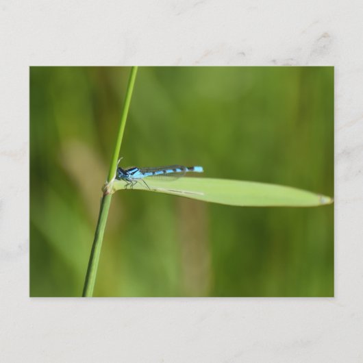 Carte Postale Demoiselle (Devant)