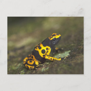 Carte Postale Dendrobates de grenouille à bandes jaunes