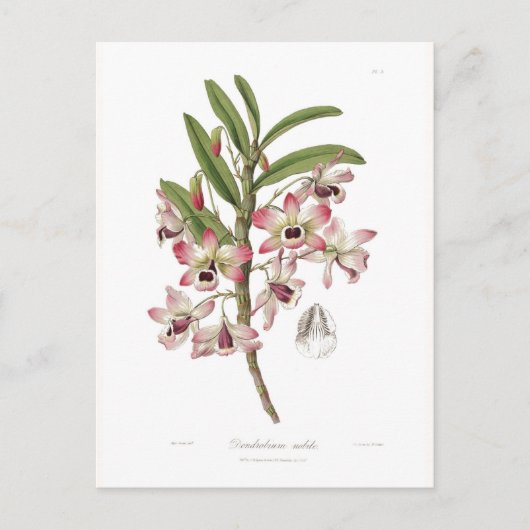 Carte Postale Dendrobium nobile (Devant)