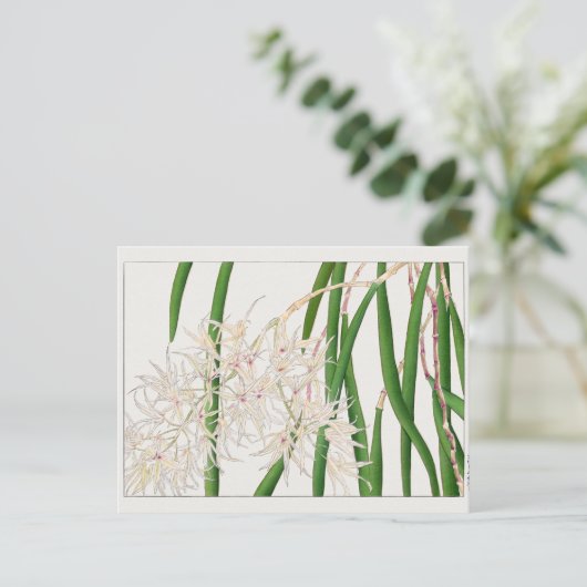 Carte Postale Dendrobium teretifolium par Tanigami Konan (Debout devant)