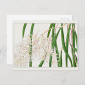 Carte Postale Dendrobium teretifolium par Tanigami Konan (Devant / Derrière)