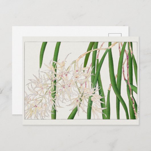 Carte Postale Dendrobium teretifolium par Tanigami Konan (Devant / Derrière)