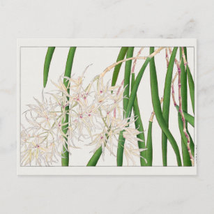 Carte Postale Dendrobium teretifolium par Tanigami Konan
