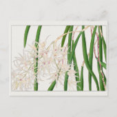 Carte Postale Dendrobium teretifolium par Tanigami Konan (Devant)