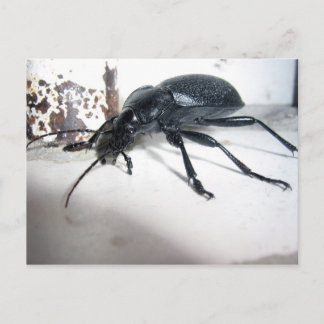 Carte Postale Dendroctale
