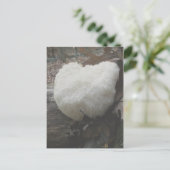 Carte Postale Dent aux champignons (Hericium erinaceus) (Debout devant)