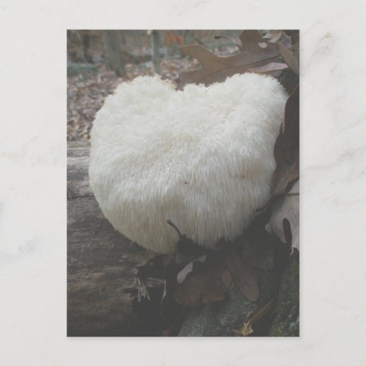 Carte Postale Dent aux champignons (Hericium erinaceus) (Devant)